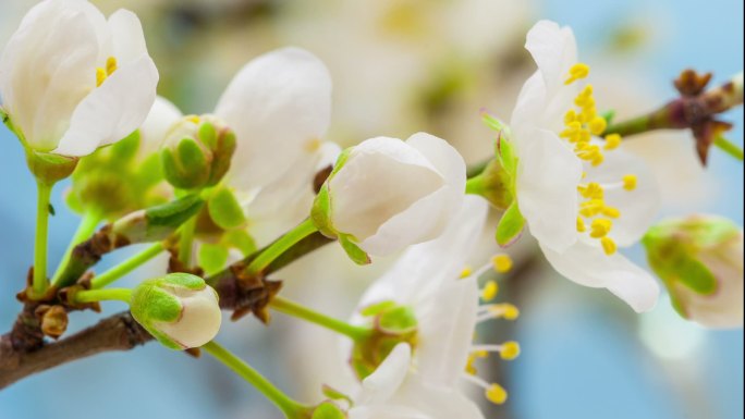 野梅花盛开延时摄影花开过程白色粉色樱花