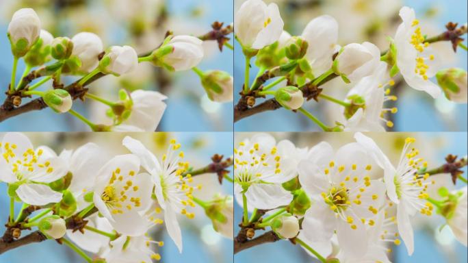 野梅花盛开延时摄影花开过程白色粉色樱花