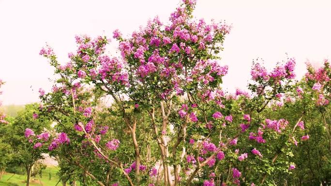 夏天盛开的紫薇花、唯美清新