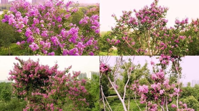 夏天盛开的紫薇花、唯美清新