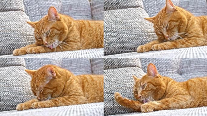 一只猫在沙发上舔爪子
