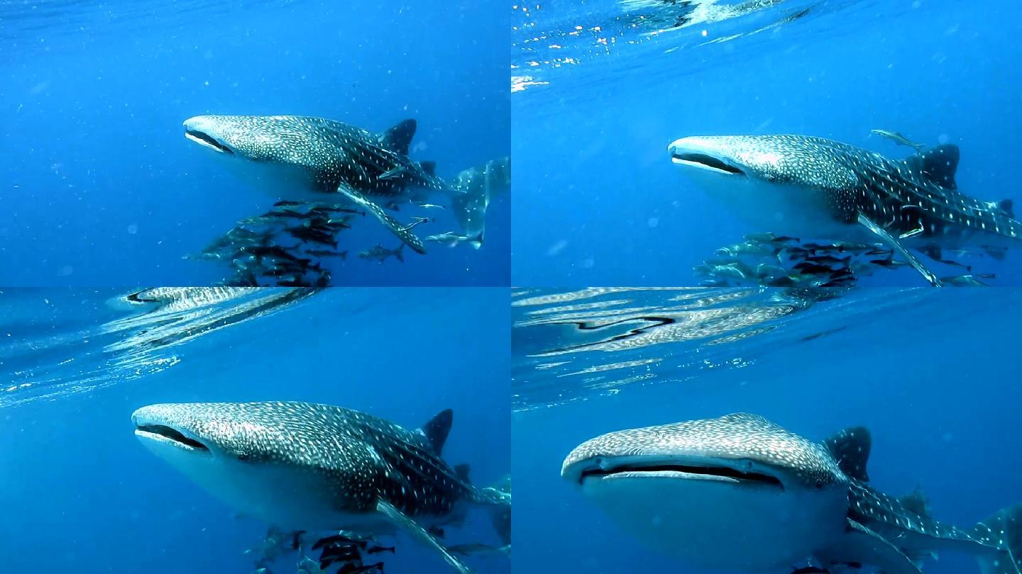 濒危物种远洋鲸鲨和潜水者