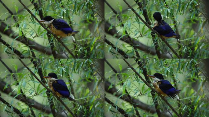 树枝上梳妆打扮的活泼可爱的蓝翡翠幼鸟