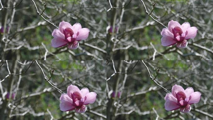 春天盛开的粉红色木兰花