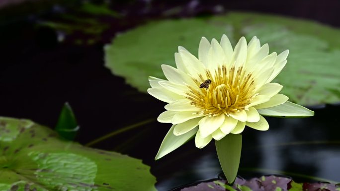 莲花池的黄莲花和蜜蜂慢动作