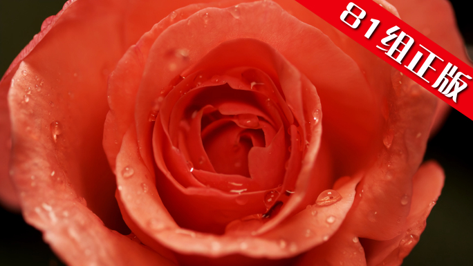玫瑰玫瑰花精油补水保湿精华化妆品护肤品花