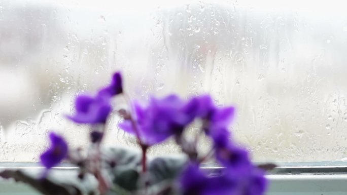 雨天窗台花盆