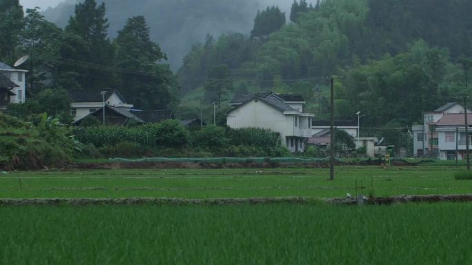 原创农村雨景农民过田间小路适合各类宣传