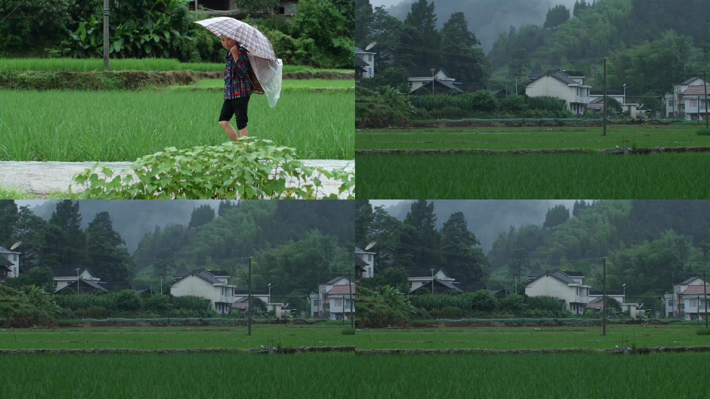 原创农村雨景农民过田间小路适合各类宣传