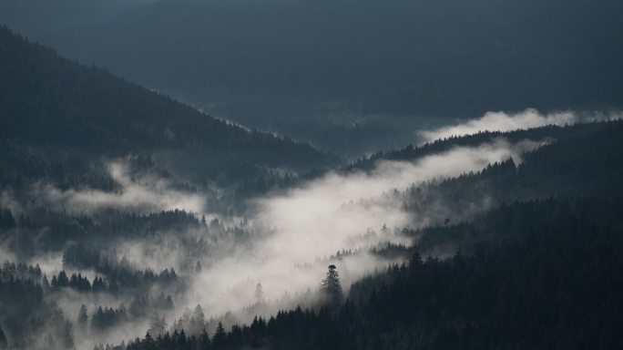 黑森林中低云和雾白雾蒙蒙魔幻阴森恐怖