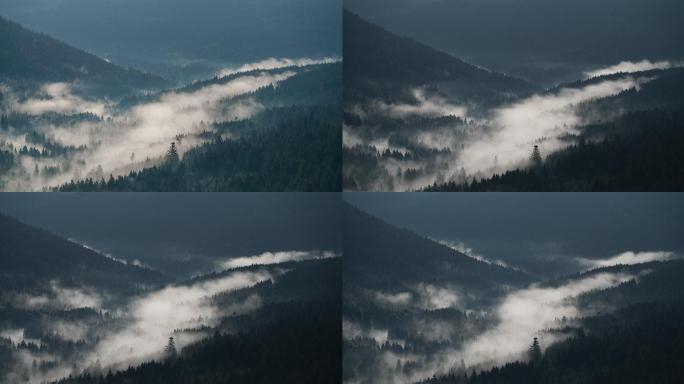 黑森林中低云和雾白雾蒙蒙魔幻阴森恐怖