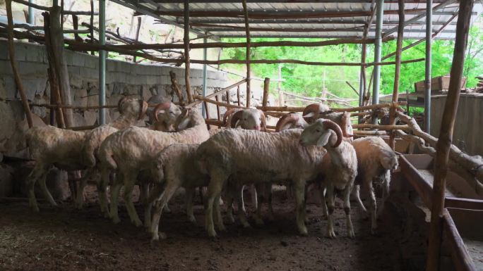 农村养羊