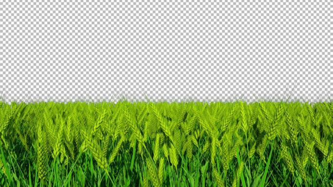 麦子生长动画-带透明通道
