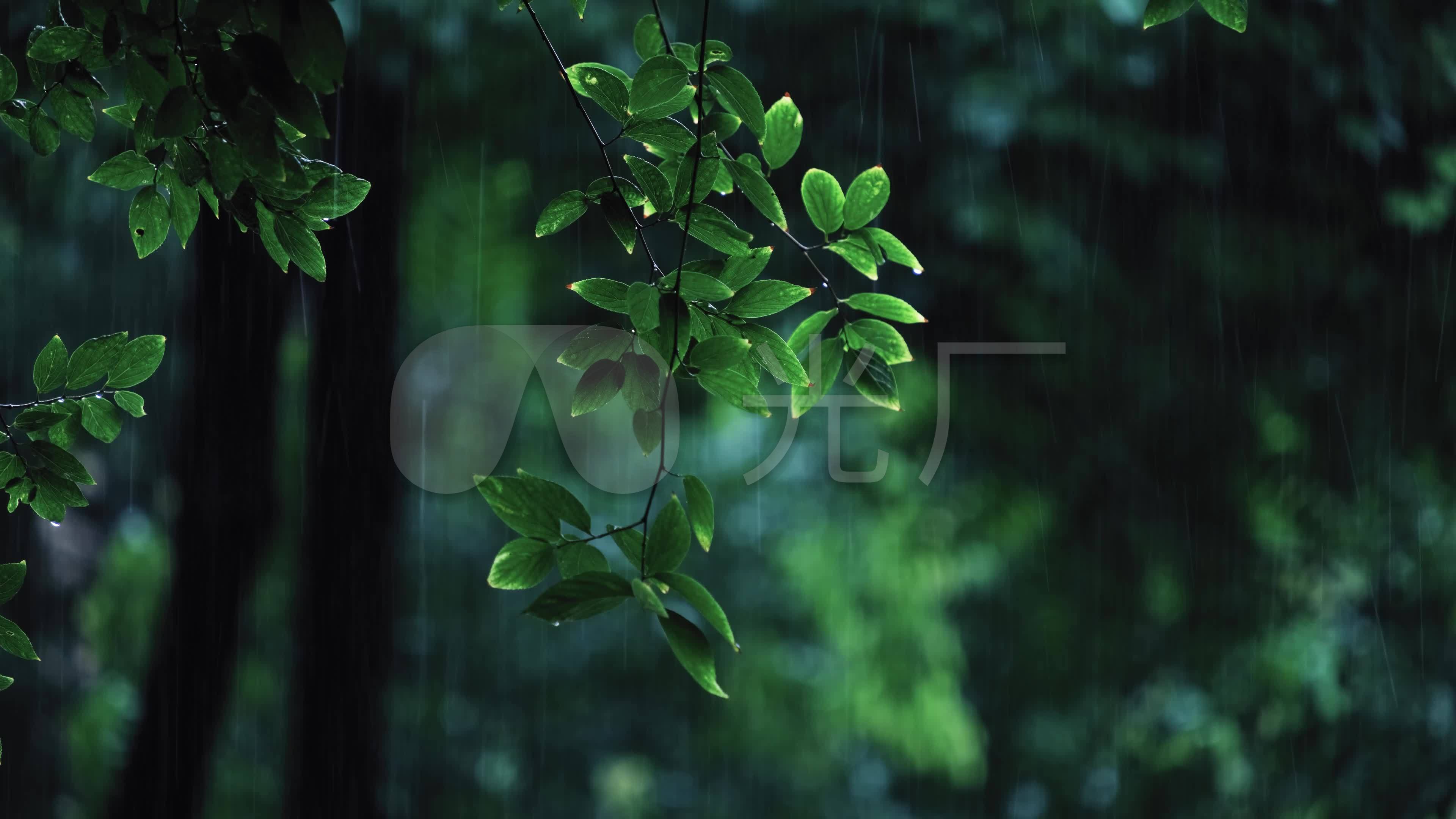 4K实拍自然风景下雨天气雨水打在树叶上视频特效素材-千库网