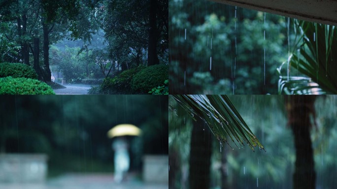 雨下雨树叶