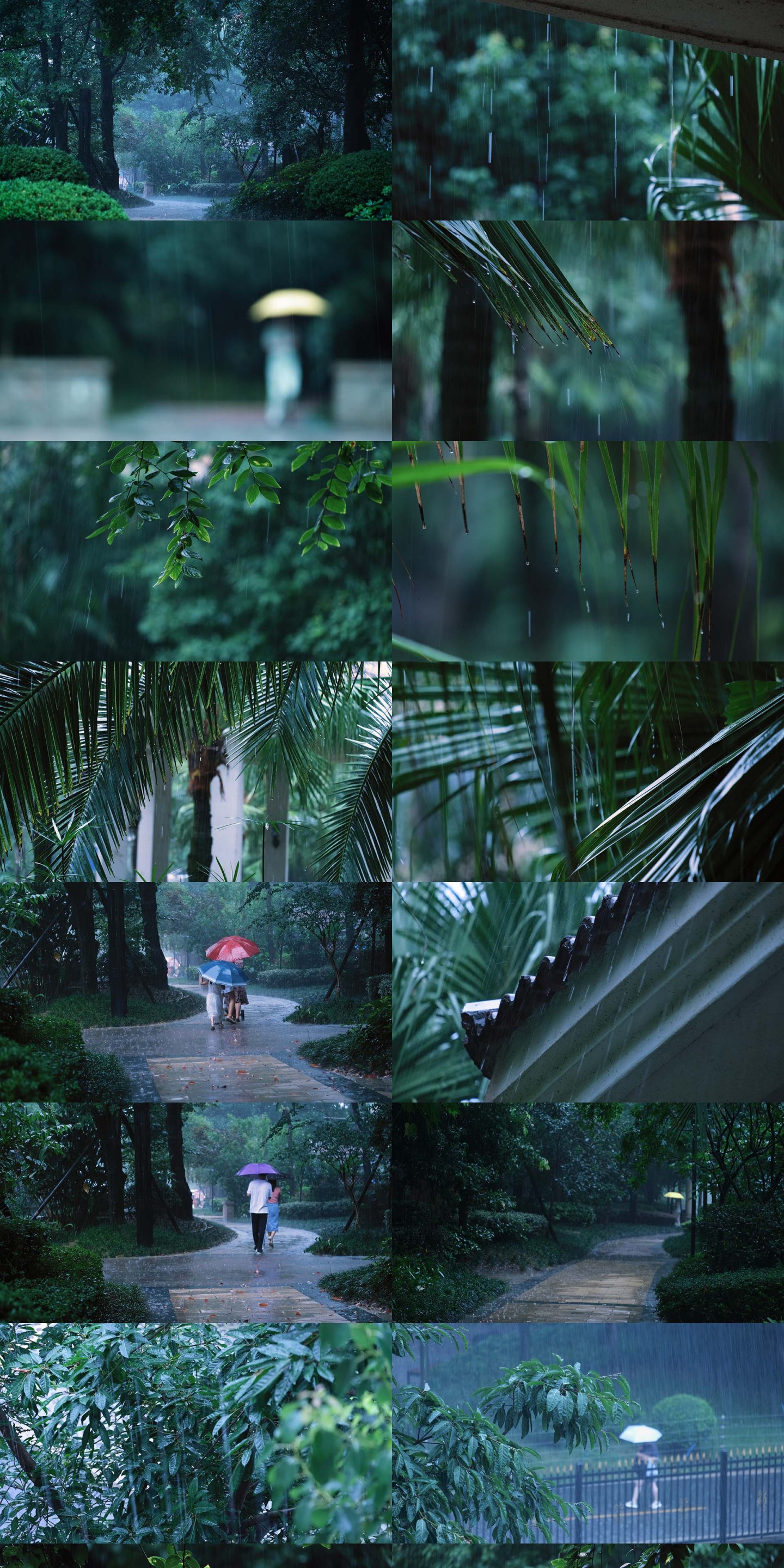 雨下雨树叶