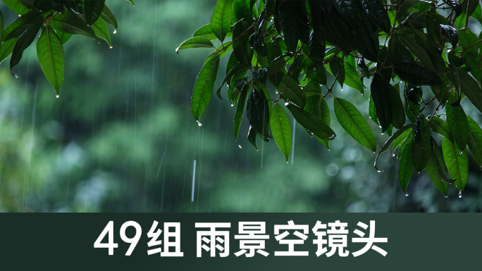 雨下雨树叶