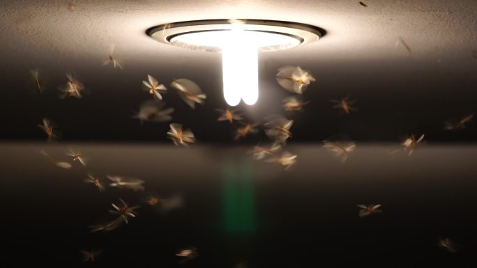 电灯周围飞舞的虫子