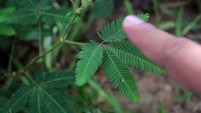 敏感植物