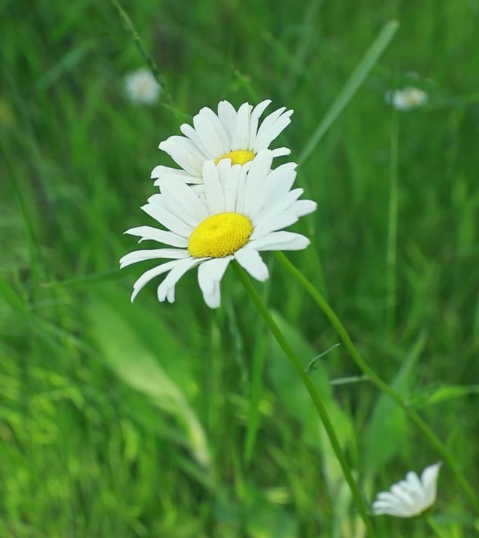 竖屏小野菊