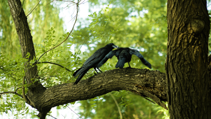 【4K】树上的乌鸦-升格