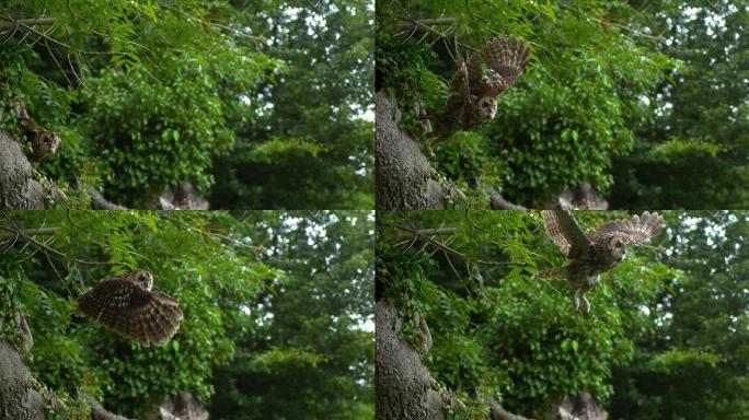 猫头鹰从树上起飞慢动作