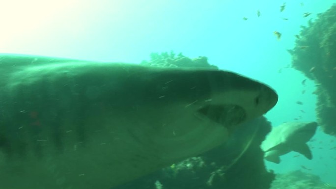 危险的牛鲨水下视频