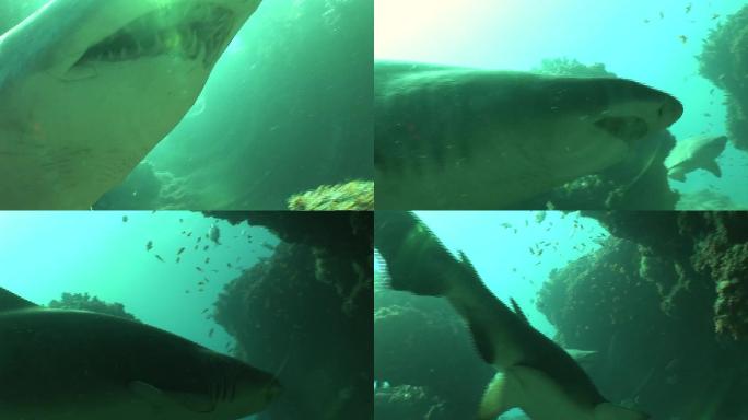危险的牛鲨水下视频