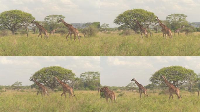 两只野生雄性长颈鹿穿过郁郁葱葱的大草原