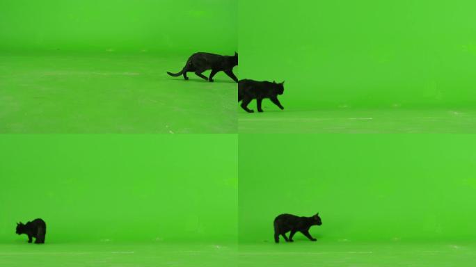 黑猫在绿幕上行走。