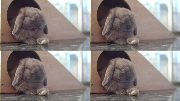 荷兰兔睡在房子里。