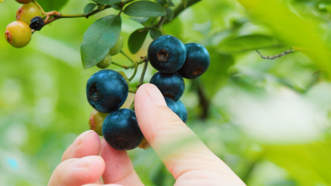 水果蓝莓园采摘蓝莓种植基地