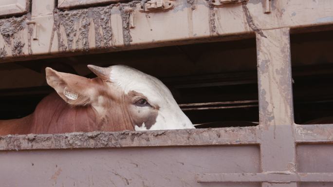 被卡车运到屠宰场的牛眼睛里惊恐的表情