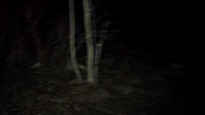 在夜晚穿越森林的镜头