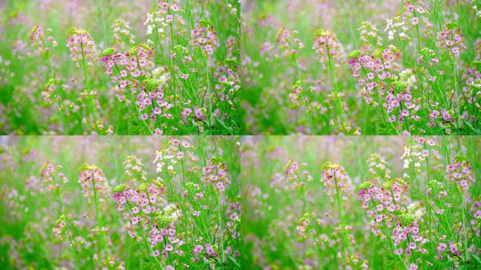 春天的五彩油菜花田和飞舞的蜜蜂