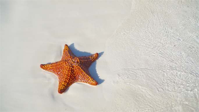 热带白沙，清水中有红海星