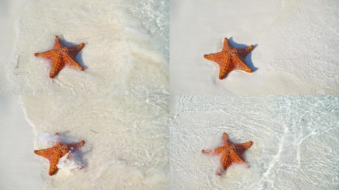 热带白沙，清水中有红海星