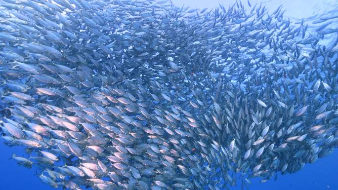 鱼群海洋世界壮观鱼类家族