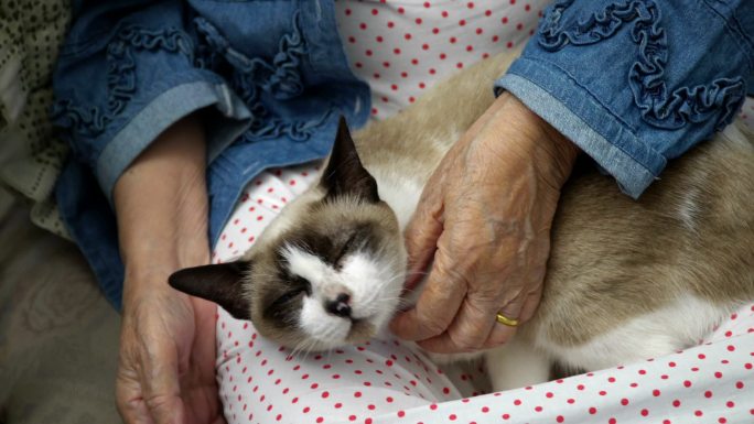 抱着猫的老妇人