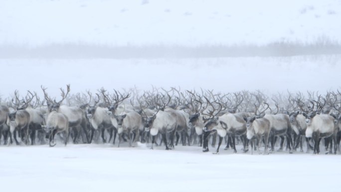 迁徙的北极驯鹿冰天雪地野外壮美生物震撼生