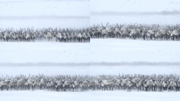 迁徙的北极驯鹿冰天雪地野外壮美生物震撼生