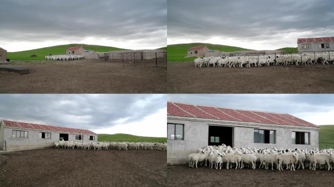 羊群和羊舍羊圈