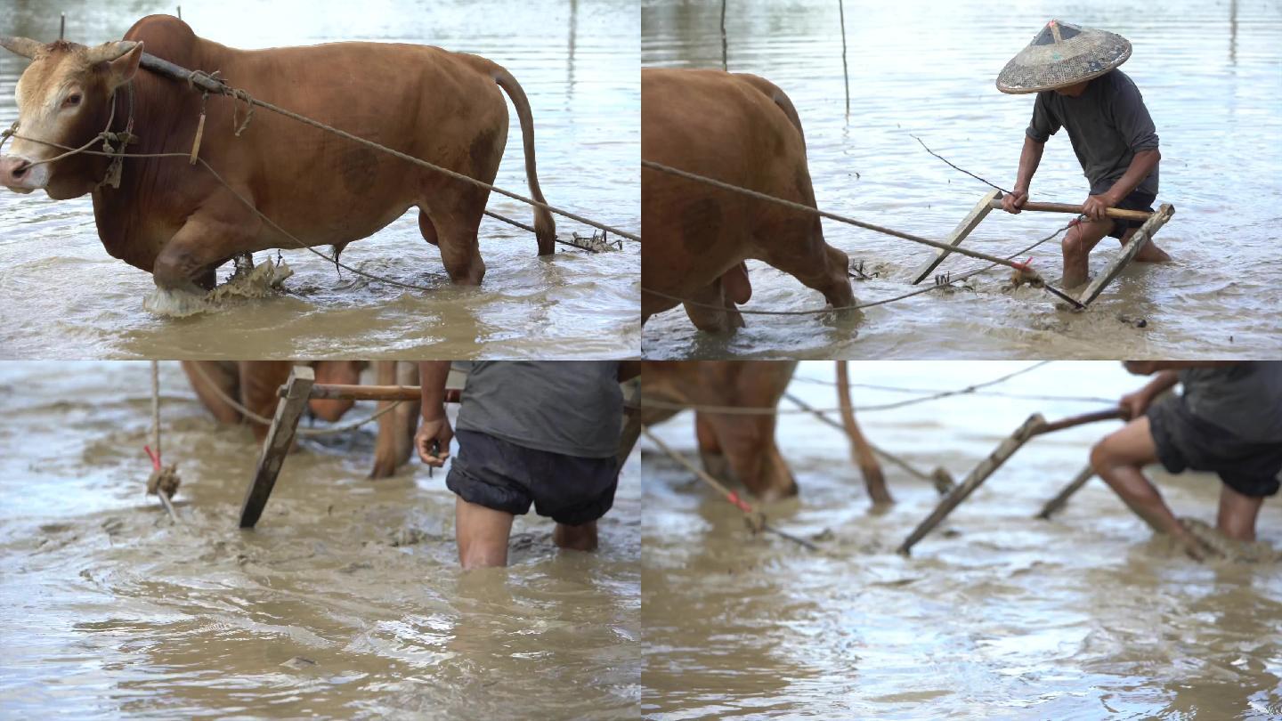 黄牛农民耕田