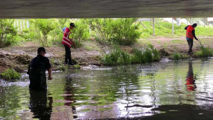 荷花湖中工作的人水草清理公园休闲
