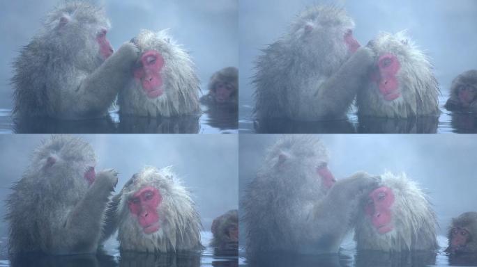 日本猕猴在温泉洗澡