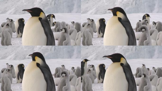 成年帝企鹅特写南极企鹅企鹅特写小企鹅
