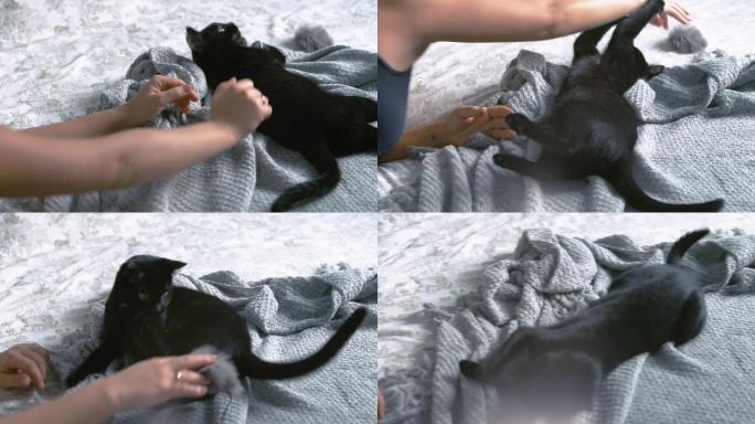 可爱的黑猫玩耍抓毛绒玩具