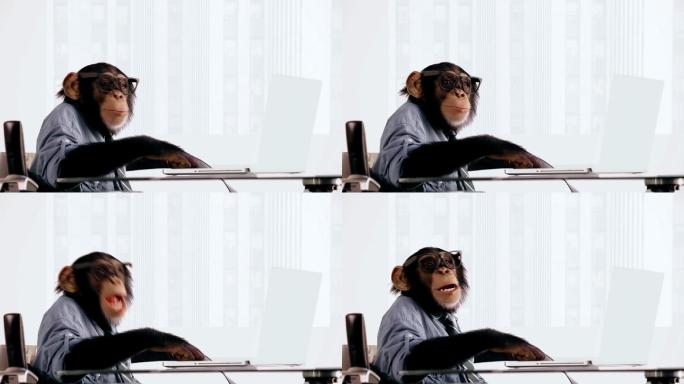 快乐的黑猩猩