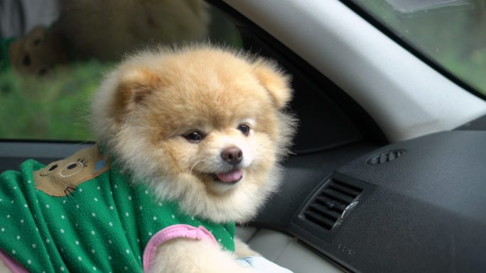 波美拉尼亚狗坐在车里看着摄像机