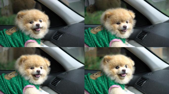 波美拉尼亚狗坐在车里看着摄像机